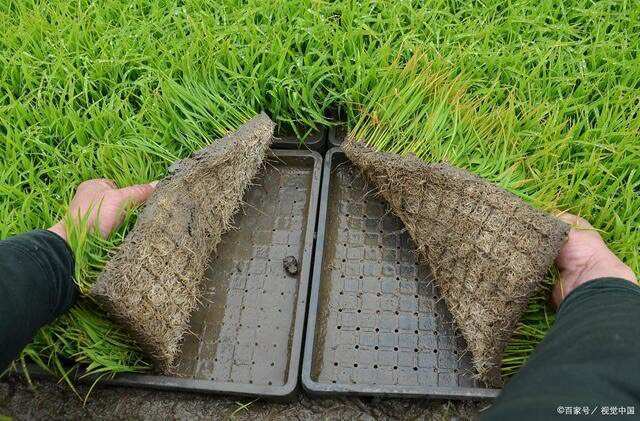 水稻秧苗