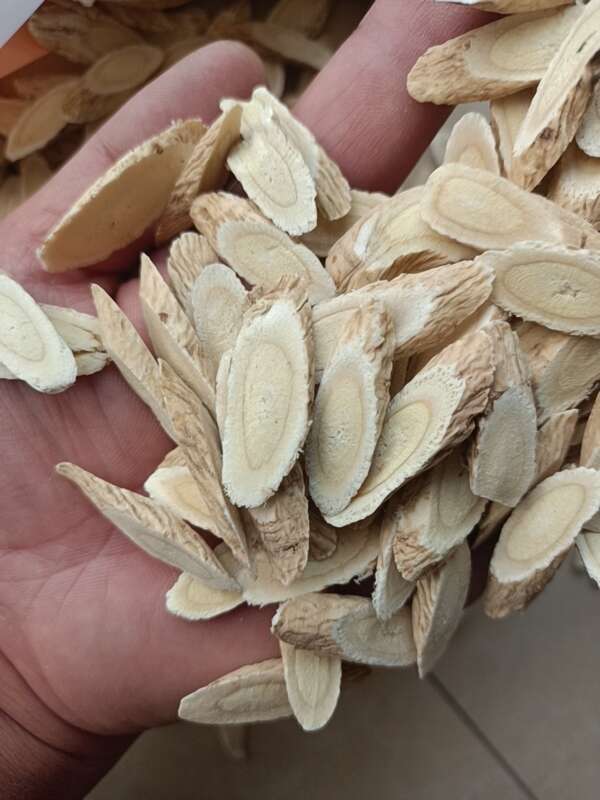 棉黄芪切片