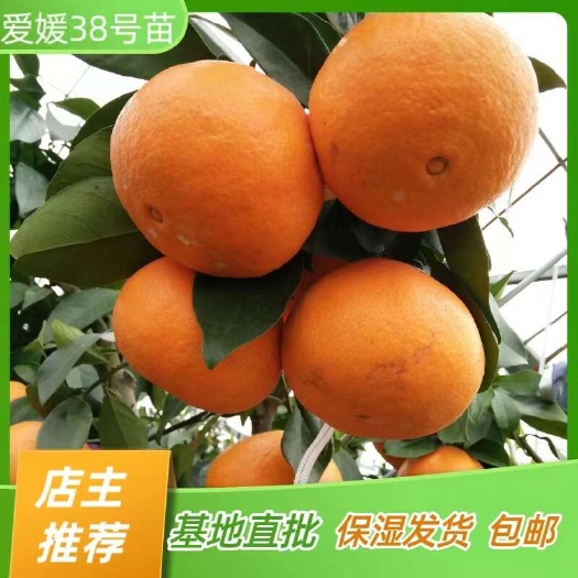 爱媛38号柑桔苗 果冻橙苗 嫁接苗产地直销【批发】技术指导