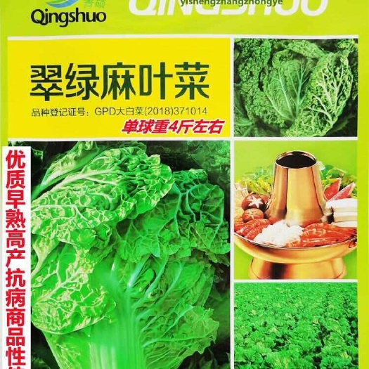 沭阳县一代杂交翠绿麻叶菜种子皱叶火锅菜种子抗病涮锅菜大白菜种子田园