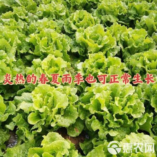 生菜种子意大利全年耐抽苔蔬菜种籽耐热耐寒脆甜生吃抗病四季基地