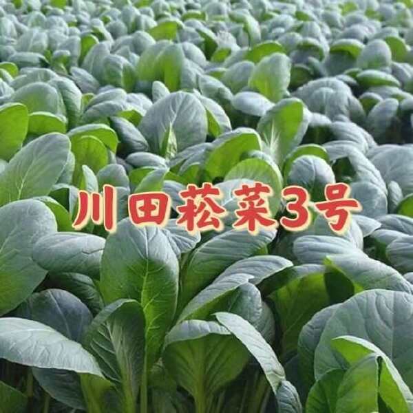 杂交菘菜种子好吃易种无纤维速生直立长柄耐热耐寒耐抽苔四季播种