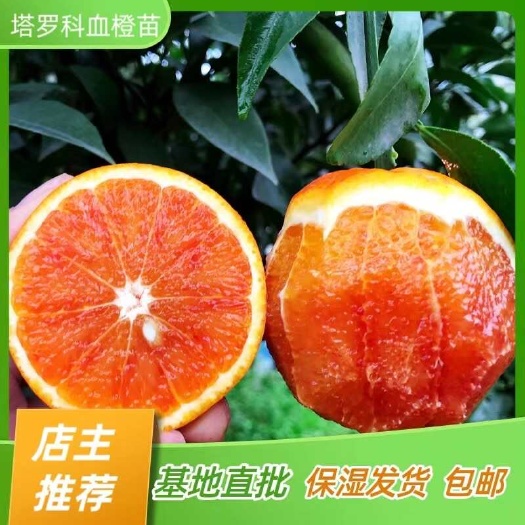 简阳市塔罗科血橙苗 脐橙苗 橙子苗 嫁接苗产地直销【批发】技术指导