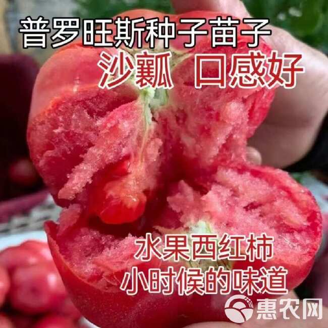 西红柿种子大果硬粉普罗旺斯瑞粉秀妍早春越夏秋延越冬种植