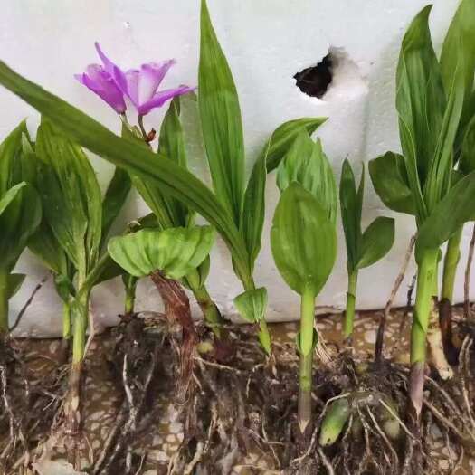 镇安县白芨苗