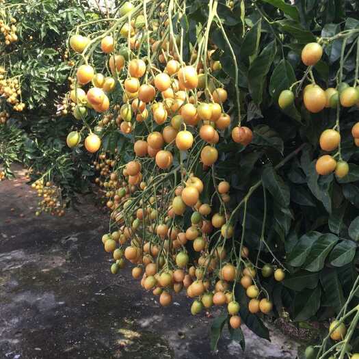 北海黑皮黄皮果