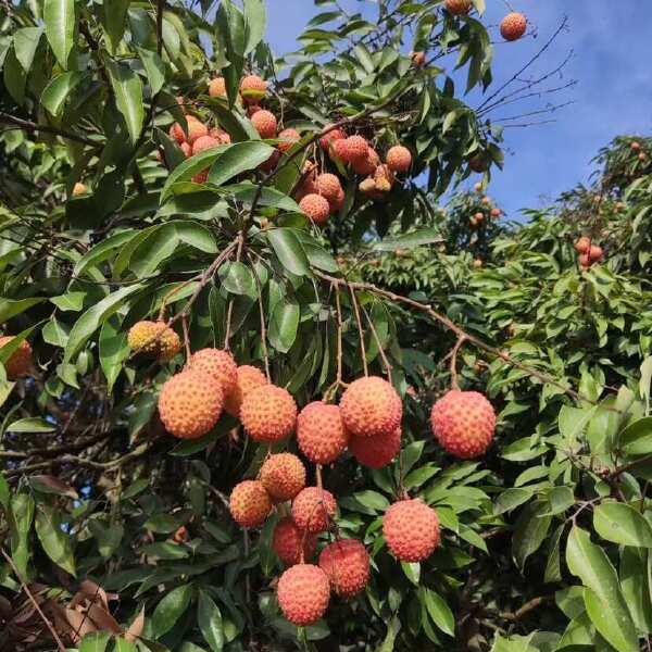 高州老树桂味荔枝