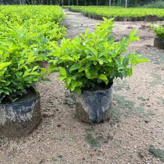 揭阳黄金叶各种规格低价出售