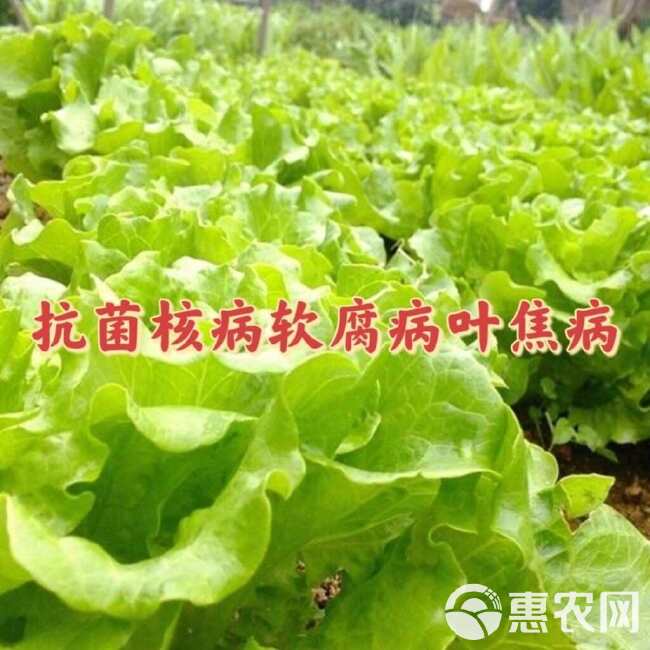 生菜种子意大利全年耐抽苔蔬菜种籽耐热耐寒脆甜生吃抗病四季基地