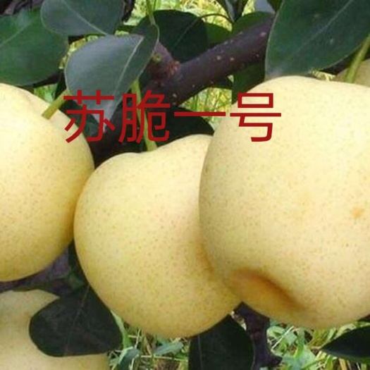 睢宁县主营，梨，苏脆一号，翠冠，丰水，皇冠，新高，圆黄