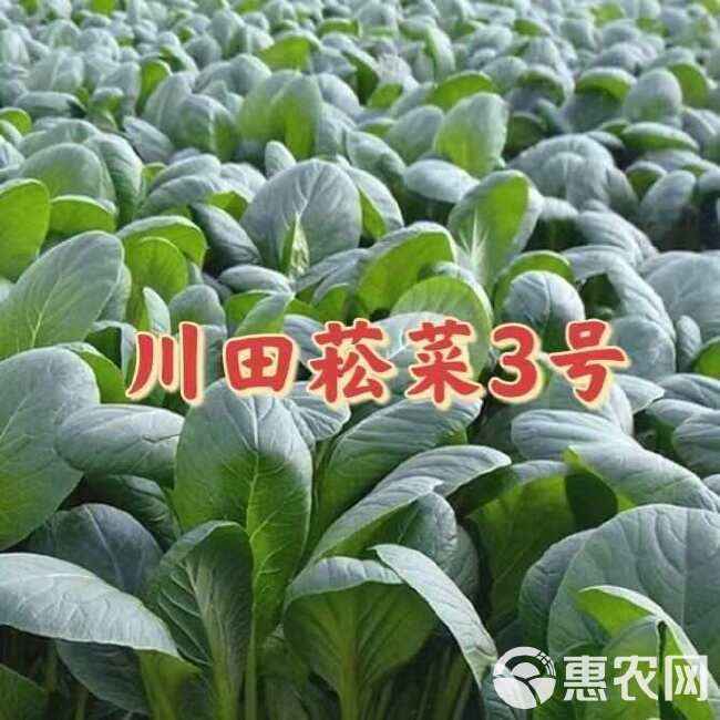 杂交菘菜种子好吃易种无纤维速生直立长柄耐热耐寒耐抽苔四季播种