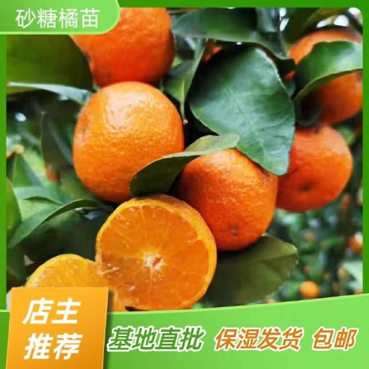 砂糖橘苗  早熟砂糖橘沙糖桔 嫁接苗产地直销【批发】技术指导