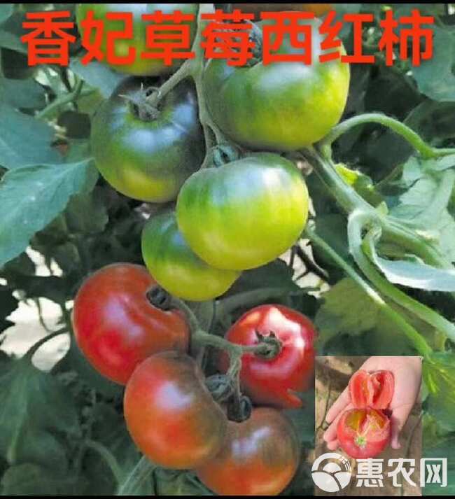 西红柿苗草莓西红柿苗香妃大果口口香小果带绿肩草莓番茄苗