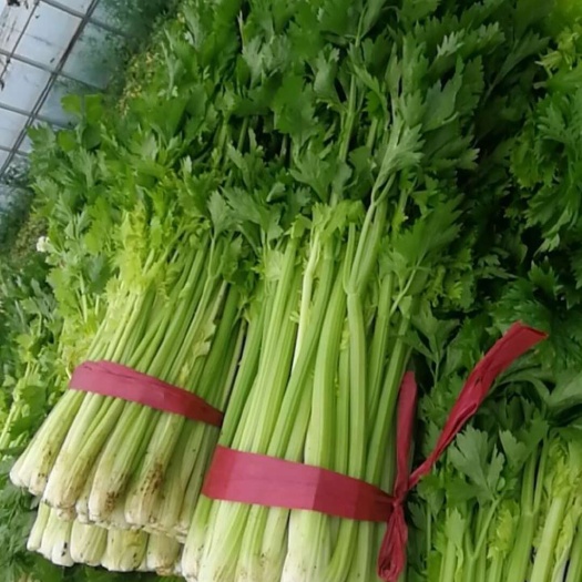 石嘴山西芹