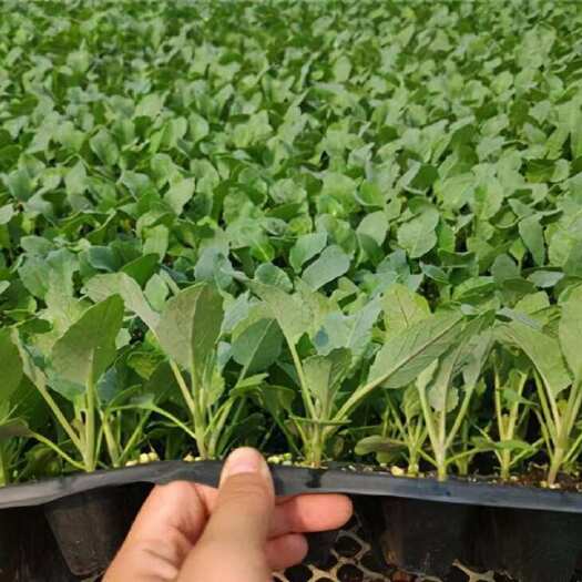 寿光市精品甘蓝苗，花菜苗，西蓝花苗苗厂直发品质保证