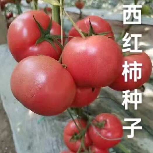 西红柿种子大果硬粉普罗旺斯瑞粉秀妍早春越夏秋延越冬种植