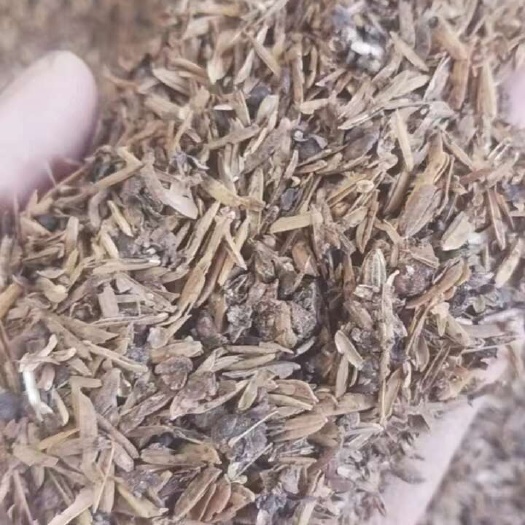 随州新高粱酒糟大量出售