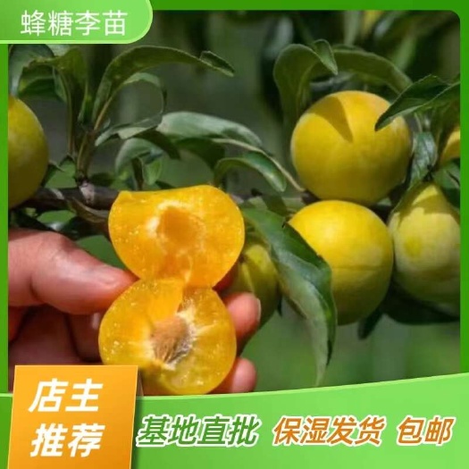 简阳市蜂糖李子苗 离核清脆李子苗 嫁接苗产地直销【批发】技术指导