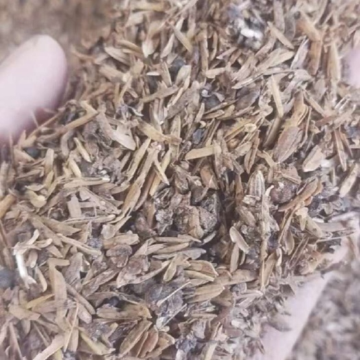 随州新鲜高粱酒糟烘干酒糟大量发出售。