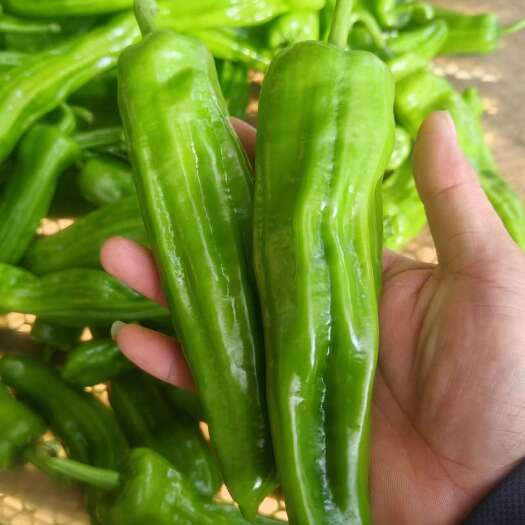 商丘辣椒  量大