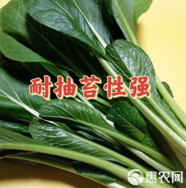 杂交菘菜种子好吃易种无纤维速生直立长柄耐热耐寒耐抽苔四季播种