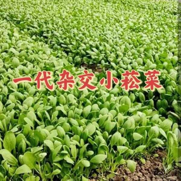 杂交菘菜种子好吃易种无纤维速生直立长柄耐热耐寒耐抽苔四季播种