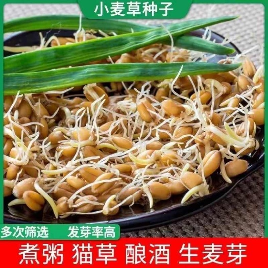 睢县河南普通小麦，价格实惠，变动价格，可商议！