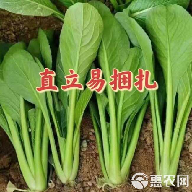 杂交菘菜种子好吃易种无纤维速生直立长柄耐热耐寒耐抽苔四季播种