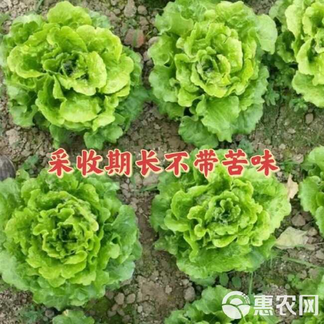 生菜种子意大利全年耐抽苔蔬菜种籽耐热耐寒脆甜生吃抗病四季基地