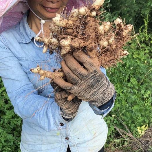 连州市细选鲜玉竹，口感更佳质硬而脆或稍软易折断生
吃微甜，煮后粉糯