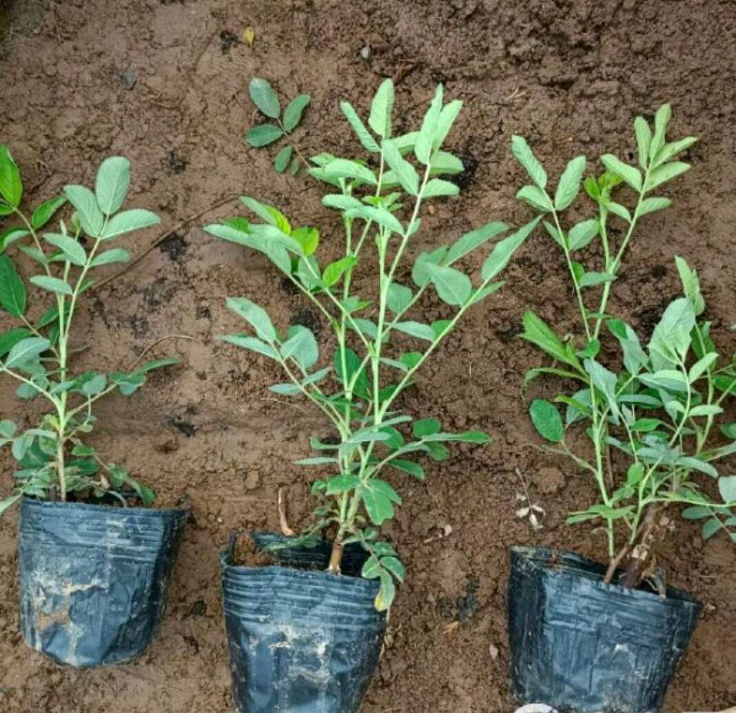 蔷薇 蔷薇杯苗 陕西蔷薇苗 蔷薇树苗基地批发 营养钵 杯苗