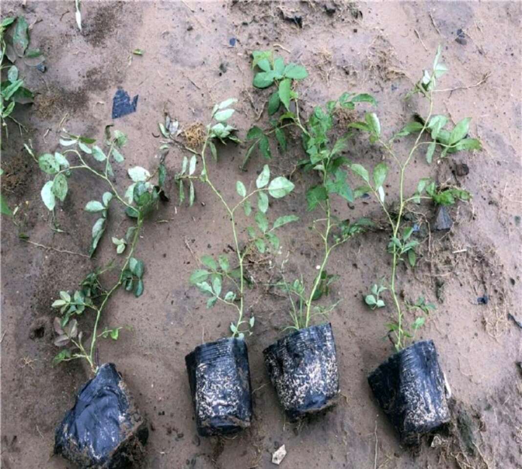 蔷薇 蔷薇杯苗 陕西蔷薇苗 蔷薇树苗基地批发 营养钵 杯苗
