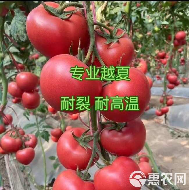 西红柿种子大果硬粉普罗旺斯瑞粉秀妍早春越夏秋延越冬种植