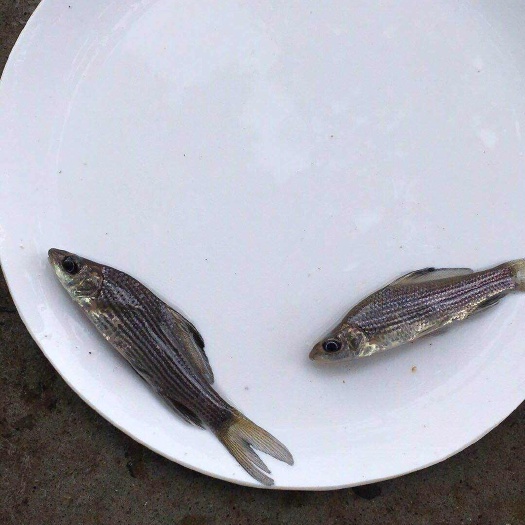 岩鲤鱼苗规格齐全价格优惠，货到付款。可以送货上门！！