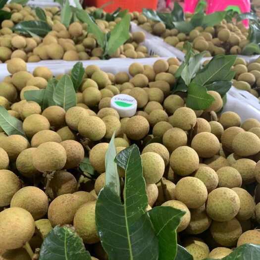 广东电白精品石硖龙眼大量上市