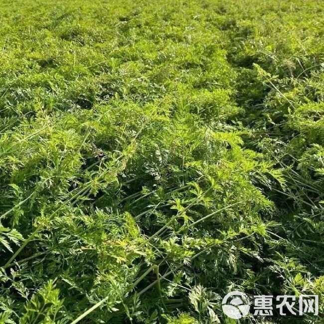 欧兰克水果胡萝卜种子高品质紫红棒状质硬味香甜抗病耐贮亩产万斤