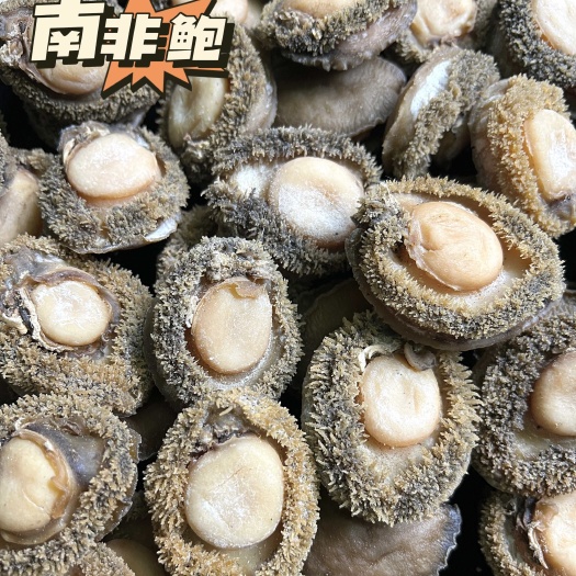 南非鲍南非鲍鱼南非干鲍鲍鱼干酒店酒席滋补食材供应