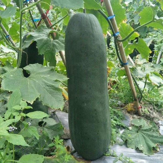 南通冬瓜 黑皮冬瓜 吊冬瓜