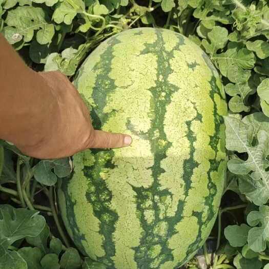 大荔县西瓜