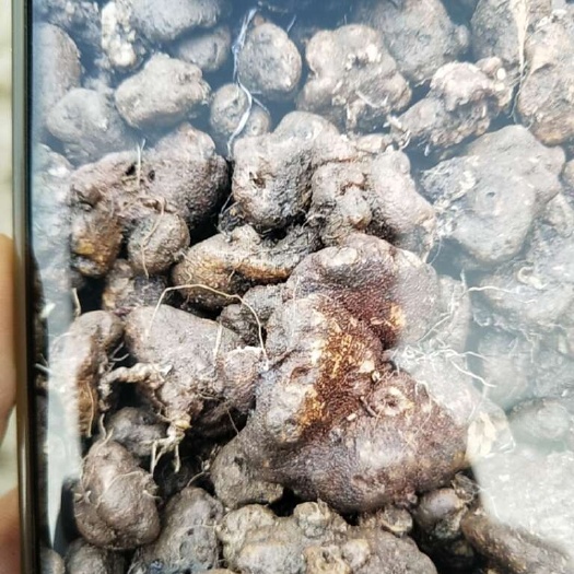 筠连县四川地区产地批发山乌龟（千金藤），有需要老板可以店铺下单。
