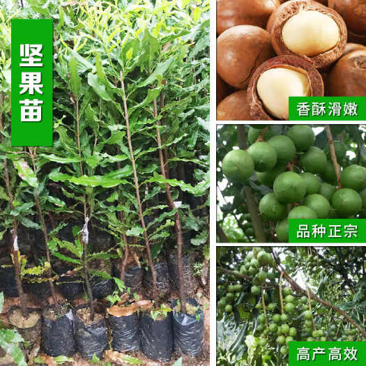 灵山县夏威夷果苗