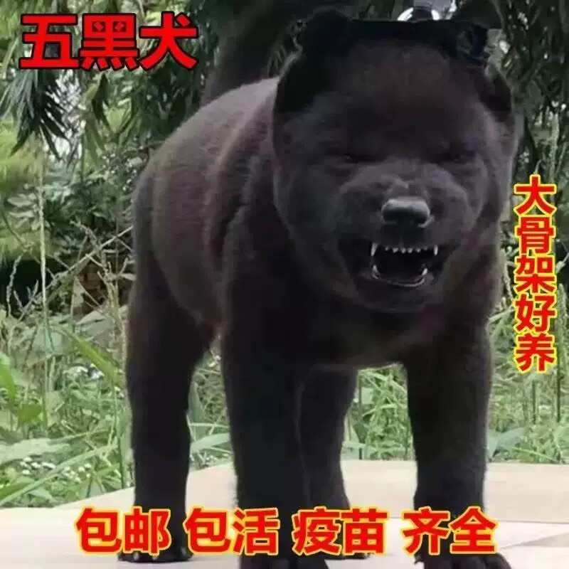 广西土猎犬幼犬虎头虎斑色狗狗赶山犬五黑犬猎犬幼崽活物狗黑狗犬