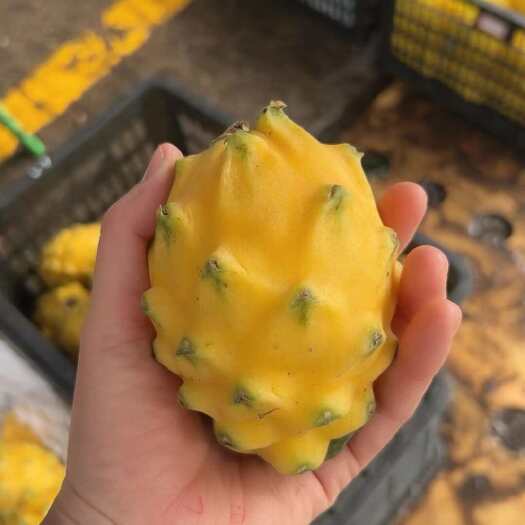海口燕窝果