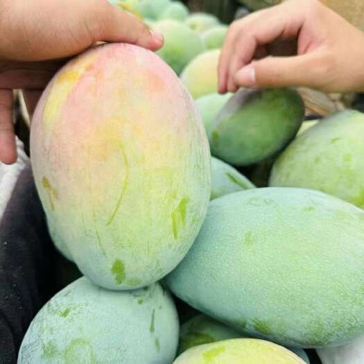 米易县攀枝花正宗凯特芒果