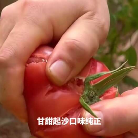 绛县大棚西红柿精品博纳八号