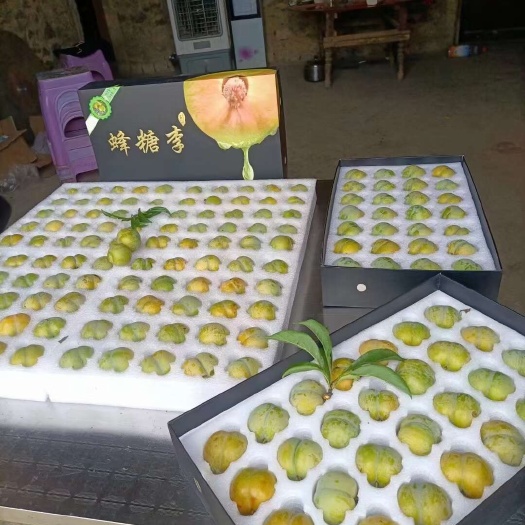 镇宁县贵州 六马蜂糖李