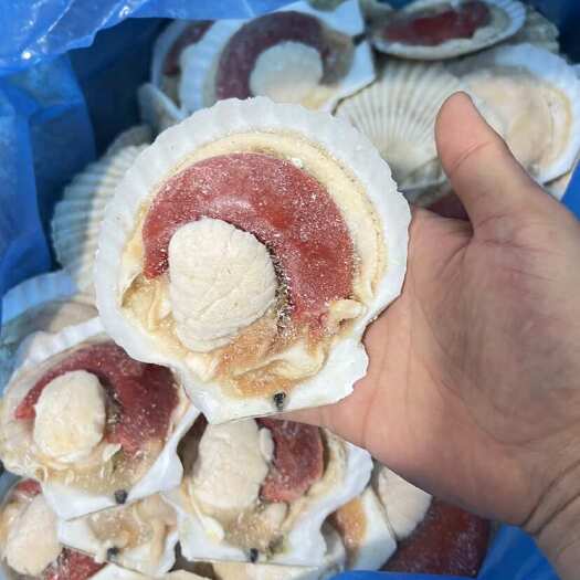 大连半壳贝10-12、现货