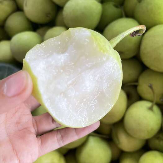 米易县攀枝花蜜梨5/8斤包邮 新鲜采摘水果脆甜多汁