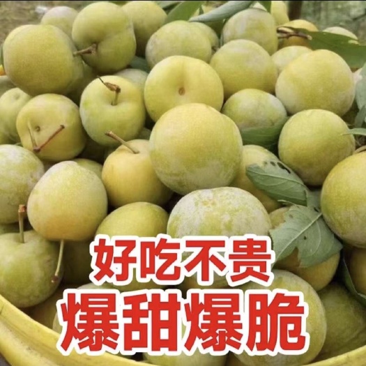 巫山青脆李/蜂糖李/脱骨李口感脆甜.现摘现发对接批发市场社区团购