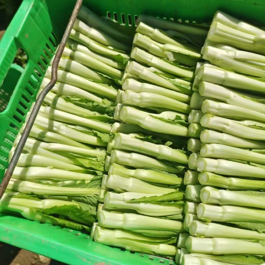 广州迟菜心